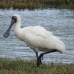 Platalea regia (Royal Spoonbill) at Fyshwick, ACT - 5 Mar 2017 by roymcd