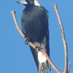 Gymnorhina tibicen at Kioloa, NSW - 7 Jun 2014 10:03 AM