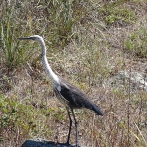 Ardea pacifica at Rendezvous Creek, ACT - 6 Mar 2017