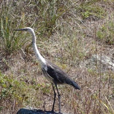 Ardea pacifica (White-necked Heron) at Rendezvous Creek, ACT - 6 Mar 2017 by roymcd