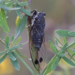 Galanga labeculata (Double-spotted cicada) at Paddys River, ACT - 21 Jan 2017 by MichaelBedingfield