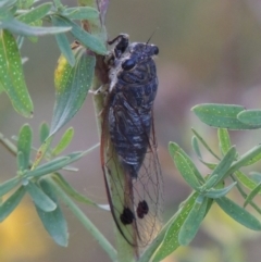 Galanga labeculata (Double-spotted cicada) at Pine Island to Point Hut - 21 Jan 2017 by michaelb