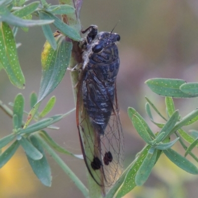 Galanga labeculata (Double-spotted cicada) at Paddys River, ACT - 21 Jan 2017 by MichaelBedingfield