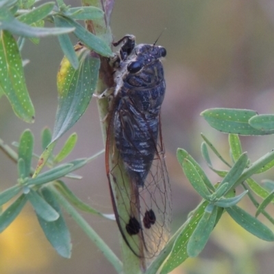 Galanga labeculata (Double-spotted cicada) at Pine Island to Point Hut - 21 Jan 2017 by michaelb