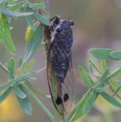 Galanga labeculata (Double-spotted cicada) at Paddys River, ACT - 21 Jan 2017 by michaelb