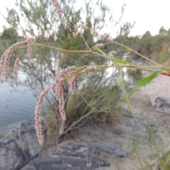 Persicaria lapathifolia (Pale Knotweed) at Paddys River, ACT - 21 Jan 2017 by MichaelBedingfield