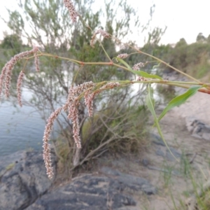 Persicaria lapathifolia at Paddys River, ACT - 21 Jan 2017