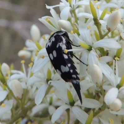 Hoshihananomia leucosticta (Pintail or Tumbling flower beetle) at Pine Island to Point Hut - 21 Jan 2017 by MichaelBedingfield