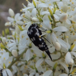 Hoshihananomia leucosticta at Pine Island to Point Hut - 21 Jan 2017