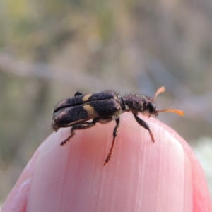 Eleale pulchra at Pine Island to Point Hut - 21 Jan 2017