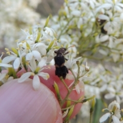 Eleale pulchra at Pine Island to Point Hut - 21 Jan 2017 08:18 PM