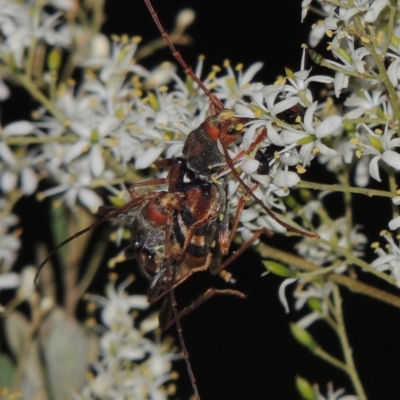 Aridaeus thoracicus (Tiger Longicorn Beetle) at Bonython, ACT - 21 Jan 2017 by michaelb