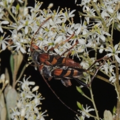 Aridaeus thoracicus at Bonython, ACT - 21 Jan 2017 09:08 PM