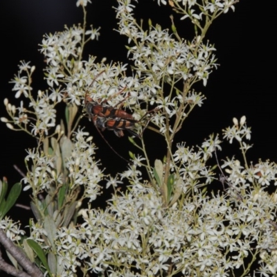 Bursaria spinosa (Native Blackthorn, Sweet Bursaria) at Bonython, ACT - 21 Jan 2017 by michaelb