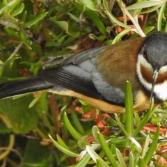 Acanthorhynchus tenuirostris (Eastern Spinebill) at Uriarra Village, ACT - 7 Jul 2017 by JohnBundock