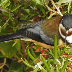 Acanthorhynchus tenuirostris at Uriarra Village, ACT - 7 Jul 2017