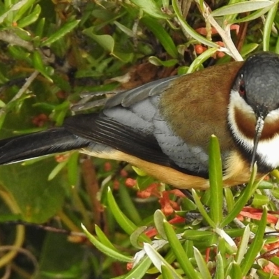 Acanthorhynchus tenuirostris (Eastern Spinebill) at Cotter Reserve - 7 Jul 2017 by JohnBundock