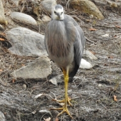 Egretta novaehollandiae (White-faced Heron) at Uriarra Village, ACT - 7 Jul 2017 by JohnBundock