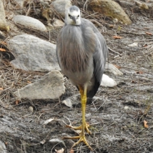 Egretta novaehollandiae at Uriarra Village, ACT - 7 Jul 2017 11:05 AM