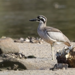 Esacus magnirostris (Beach Stone-curlew) at Merimbula, NSW - 7 Jul 2017 by Leo