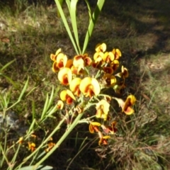 Daviesia leptophylla at Hall, ACT - 26 Jun 2017