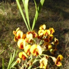 Daviesia leptophylla at Hall, ACT - 26 Jun 2017