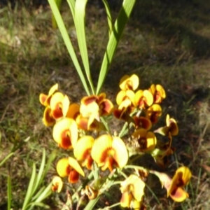 Daviesia leptophylla at Hall, ACT - 26 Jun 2017