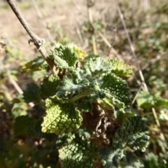 Marrubium vulgare (Horehound) at Hall, ACT - 26 Jun 2017 by AndyRussell