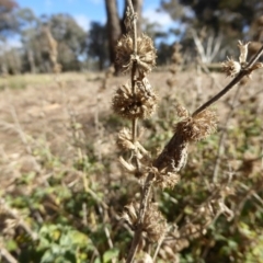 Marrubium vulgare at Hall, ACT - 26 Jun 2017