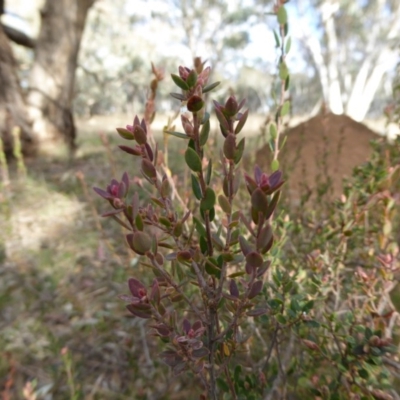 Brachyloma daphnoides (Daphne Heath) at Hall, ACT - 26 Jun 2017 by AndyRussell