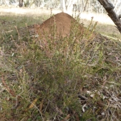 Brachyloma daphnoides at Hall, ACT - 26 Jun 2017