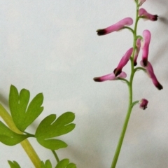 Fumaria muralis subsp. muralis (Wall Fumitory) at Hughes Garran Woodland - 26 Jun 2017 by ruthkerruish