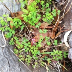 Fumaria muralis subsp. muralis at Hughes, ACT - 27 Jun 2017 12:00 AM