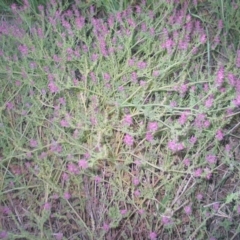 Fumaria muralis subsp. muralis (Wall Fumitory) at Hughes, ACT - 30 Nov 2016 by ruthkerruish