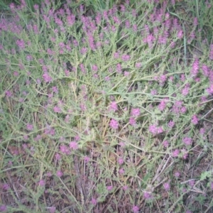 Fumaria muralis subsp. muralis at Hughes, ACT - 30 Nov 2016