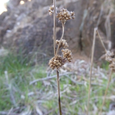 Juncus vaginatus (Clustered Rush) at Hall, ACT - 26 Jun 2017 by AndyRussell