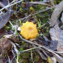 Lichenomphalia chromacea (Yellow Navel) at Hall, ACT - 26 Jun 2017 by AndyRussell