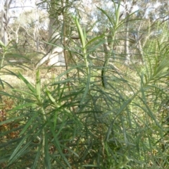 Cassinia longifolia (Shiny Cassinia, Cauliflower Bush) at Hall, ACT - 26 Jun 2017 by AndyRussell