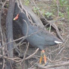 Gallinula tenebrosa (Dusky Moorhen) at Pine Island to Point Hut - 21 Jan 2017 by michaelb