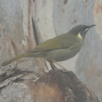 Meliphaga lewinii (Lewin's Honeyeater) at Kioloa, NSW - 12 Jun 2014 by michaelb