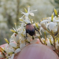 Phyllotocus navicularis (Nectar scarab) at Pine Island to Point Hut - 21 Jan 2017 by michaelb