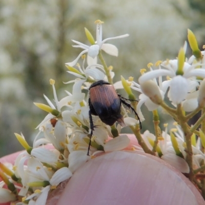 Phyllotocus navicularis (Nectar scarab) at Pine Island to Point Hut - 21 Jan 2017 by michaelb