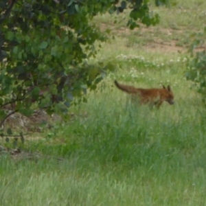 Vulpes vulpes at Molonglo Valley, ACT - 17 Nov 2015