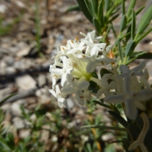 Pimelea treyvaudii at Molonglo Valley, ACT - 1 Dec 2016 09:01 AM