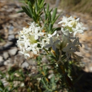 Pimelea treyvaudii at Molonglo Valley, ACT - 1 Dec 2016 09:01 AM