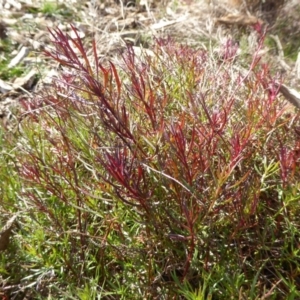 Haloragis heterophylla at Molonglo Valley, ACT - 30 Jan 2018 11:22 AM