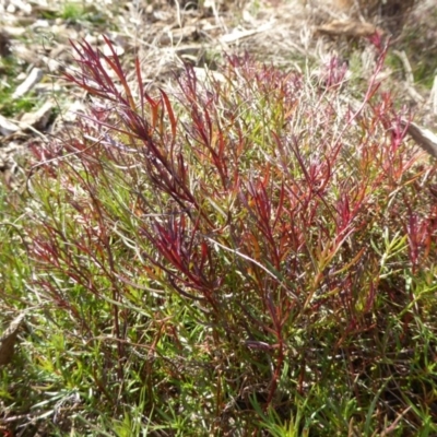 Haloragis heterophylla (Variable Raspwort) at Sth Tablelands Ecosystem Park - 30 Jan 2018 by AndyRussell