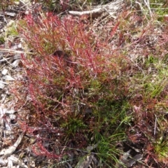 Haloragis heterophylla at Molonglo Valley, ACT - 30 Jan 2018 11:22 AM