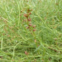 Haloragis heterophylla at Molonglo Valley, ACT - 30 Jan 2018 11:22 AM