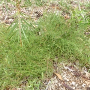 Haloragis heterophylla at Molonglo Valley, ACT - 30 Jan 2018